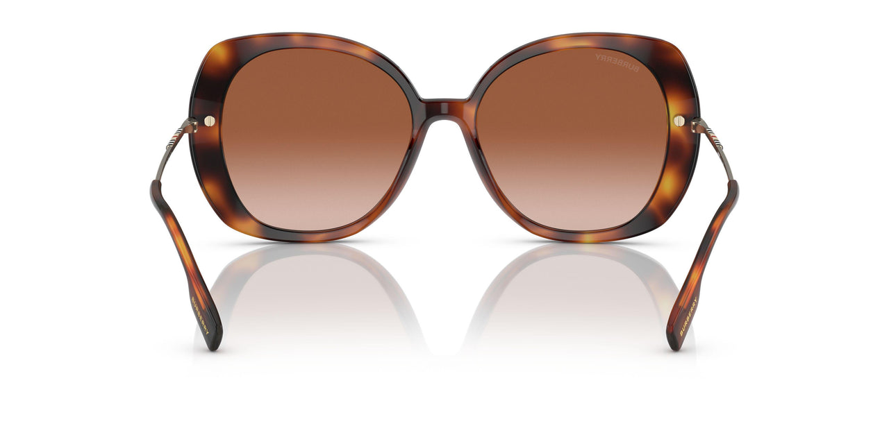331613 - Havana - Brown Gradient