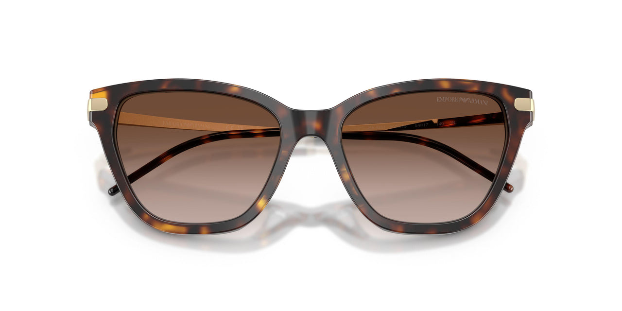 502613 - Tortoise - Brown Gradient