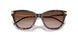 502613 - Tortoise - Brown Gradient