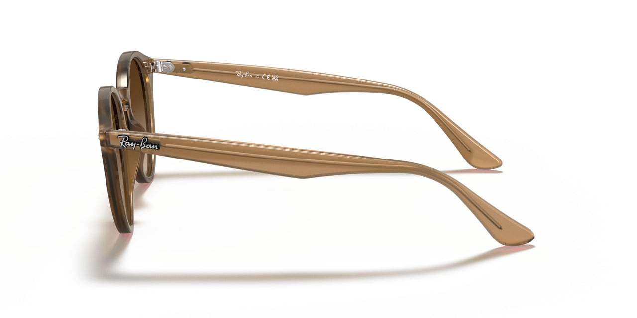 616613 - Turtledove - Brown Gradient