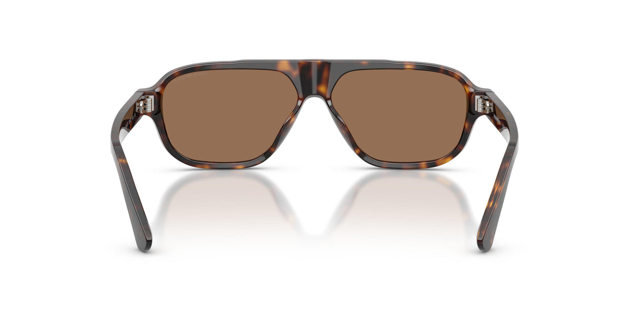 502673 - Tortoise - Dark Brown