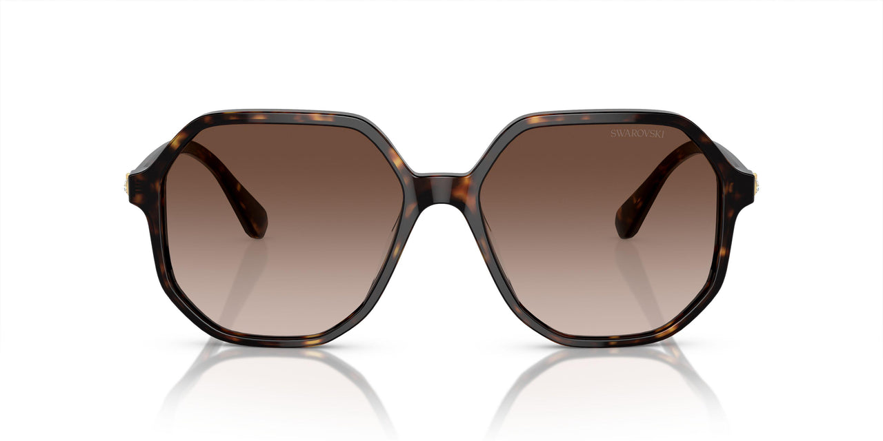 100213 - Tortoise - Brown Gradient