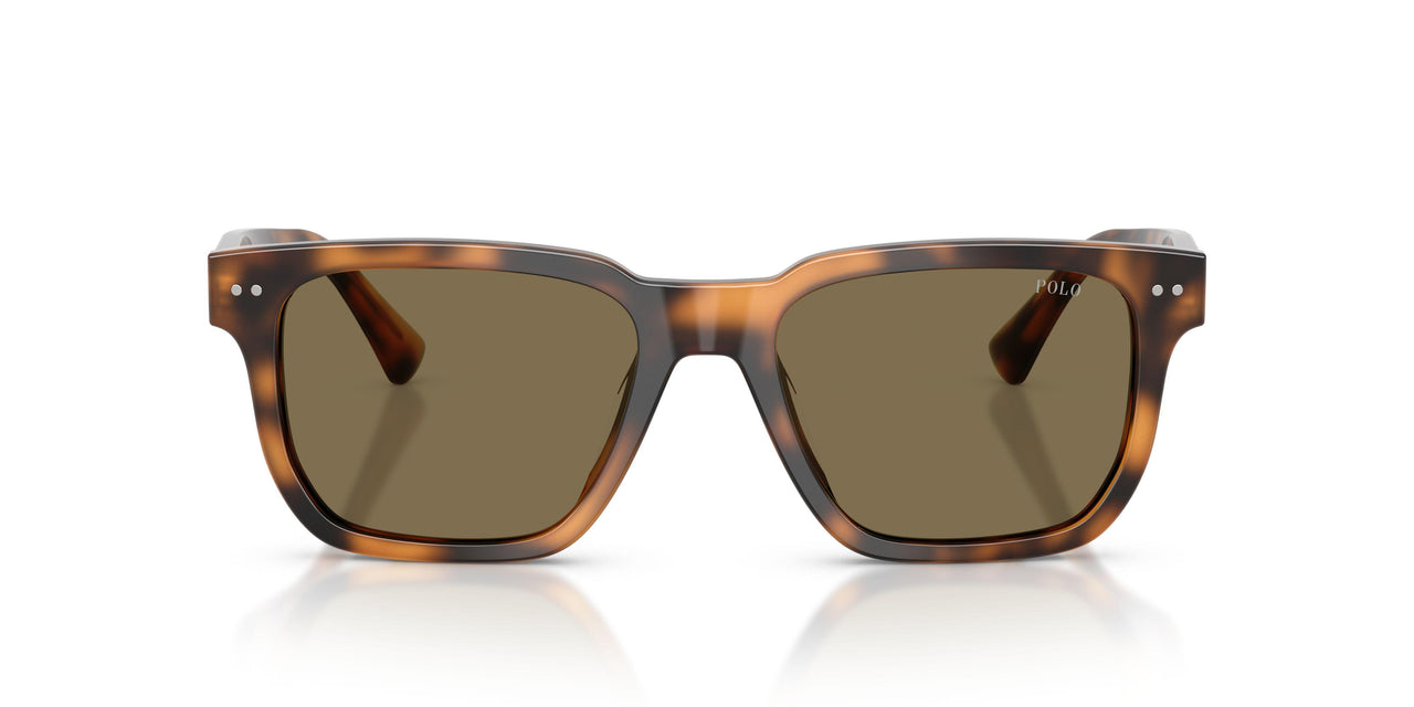 613873 - Tortoise - Brown