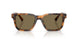 613873 - Tortoise - Brown