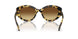 100913 - Tortoise - Brown Gradient