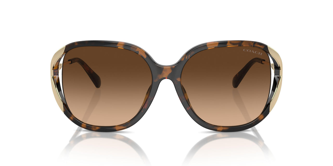 512074 - Tortoise - Brown Gradient