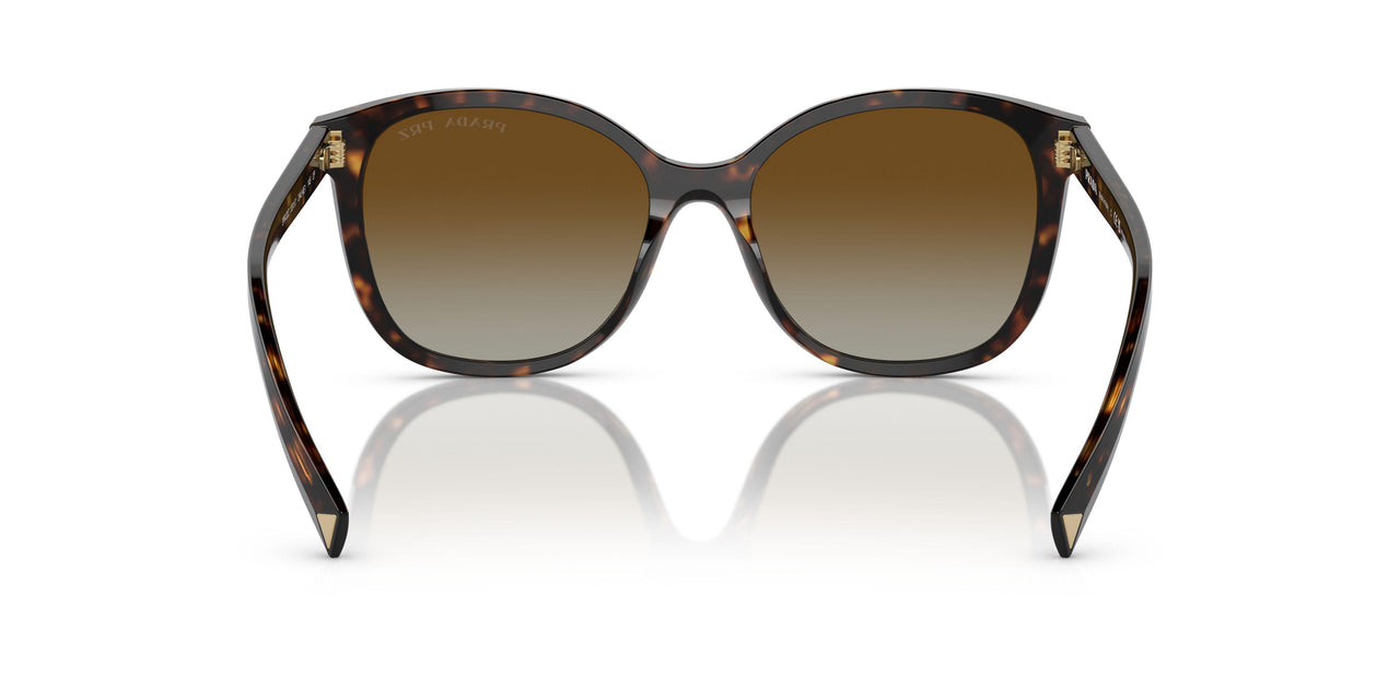 2AU6E1 - Tortoise - Polar Brown Gradient