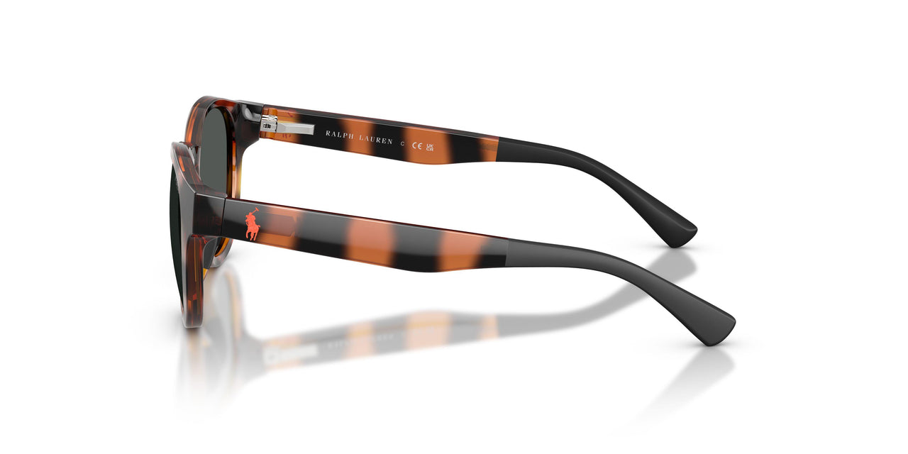 597487 - Tortoise - Dark Grey