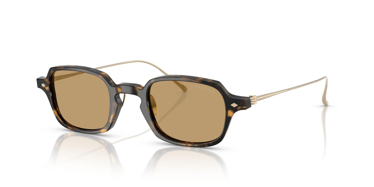 620773 - Tortoise - Brown