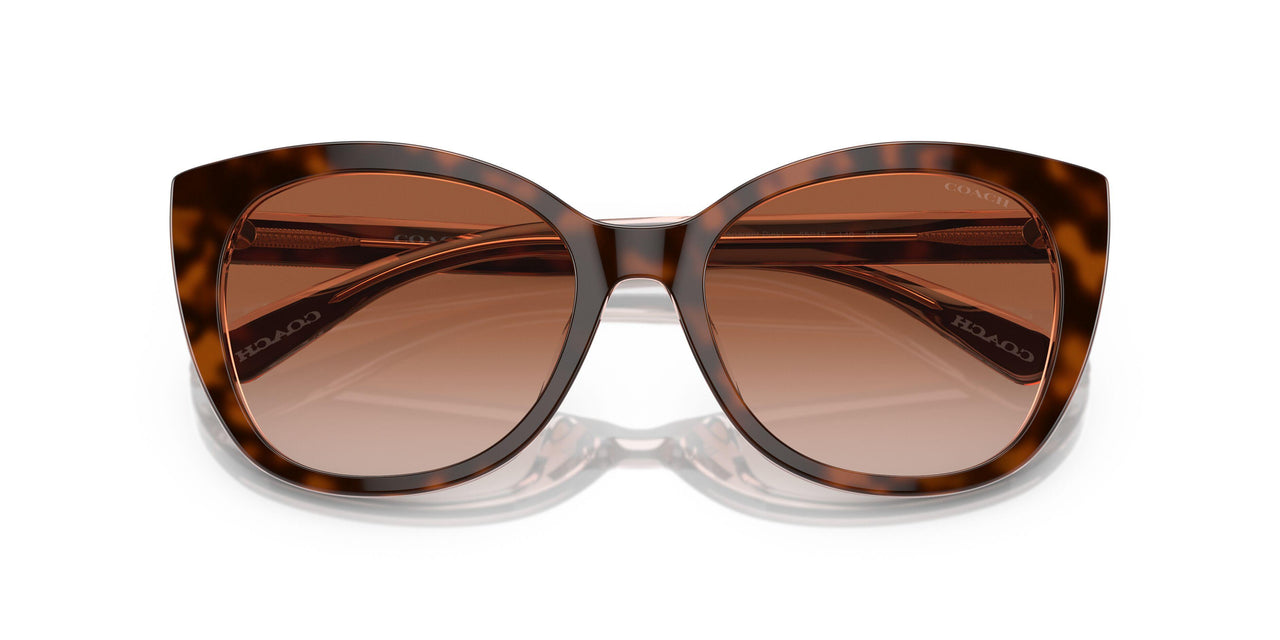 574413 - Tortoise - Brown Pink Gradient