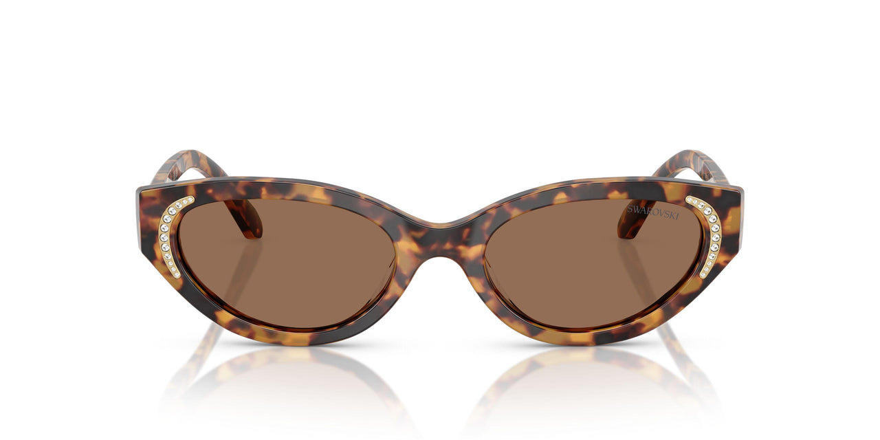 104073 - Tortoise - Dark Brown