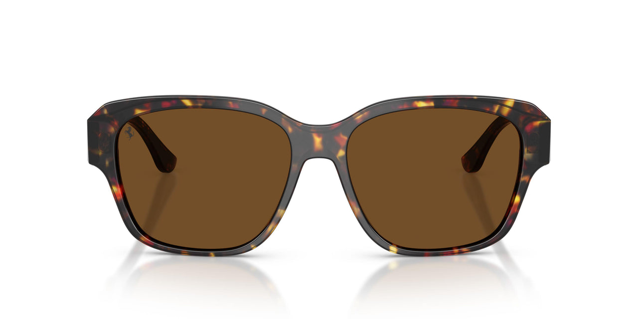 731/57 - Tortoise - Brown Polar