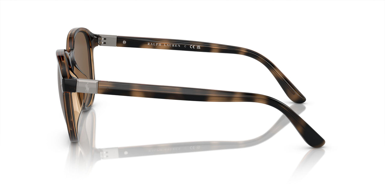 597473 - Tortoise - Brown