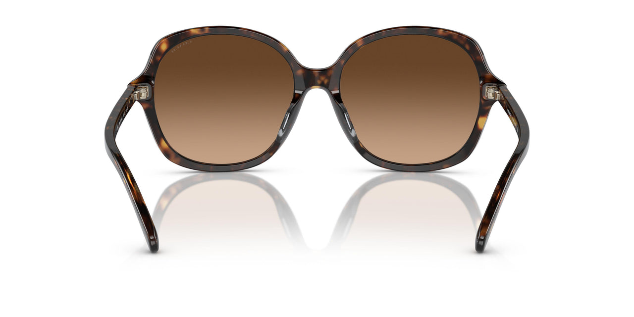 512074 - Tortoise - Brown Gradient