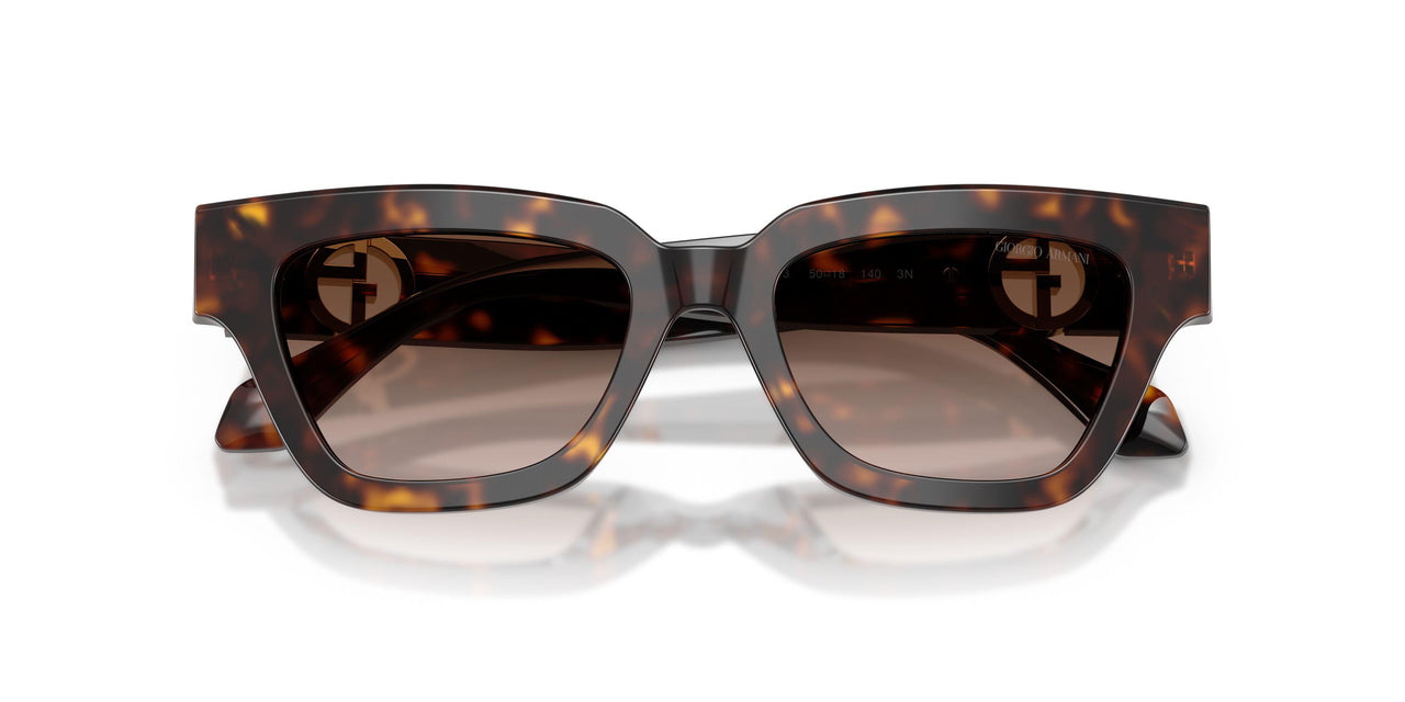 587913 - Tortoise - Gradient Brown