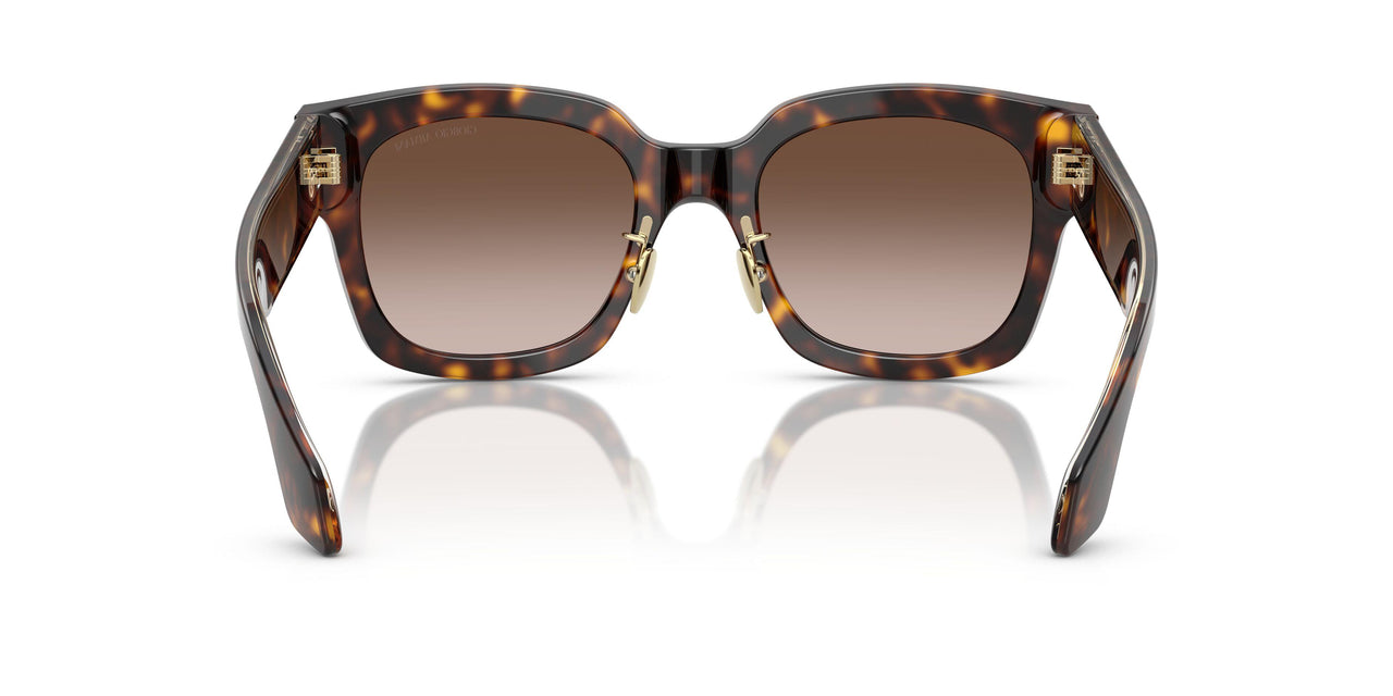 502613 - Tortoise - Gradient Brown