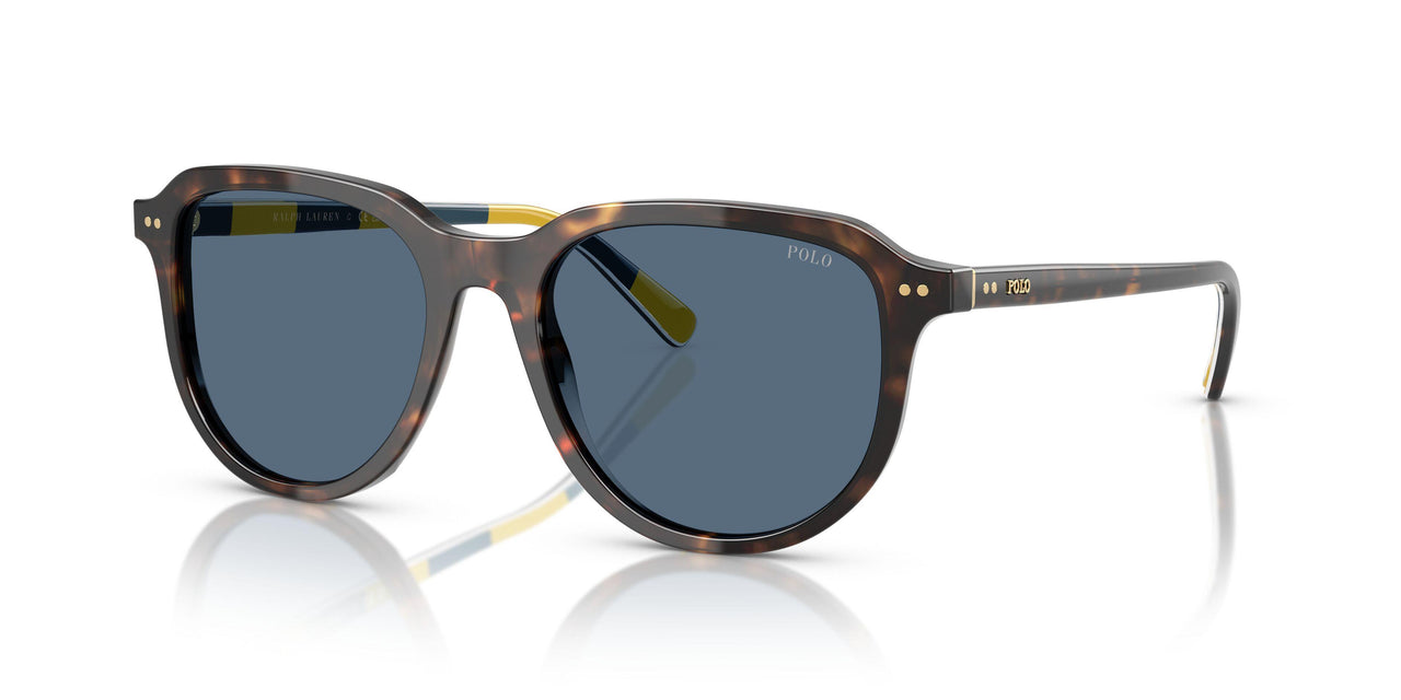 500380 - Tortoise - Dark Blue
