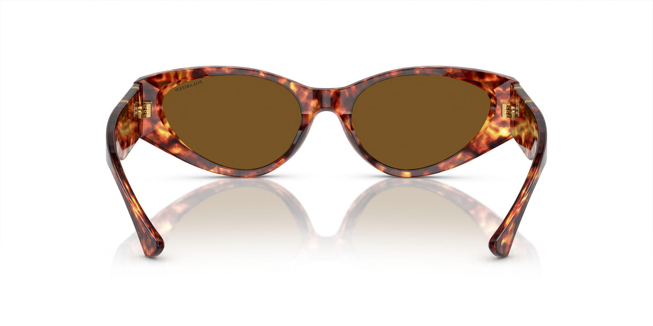 543783 - Tortoise - Dark Brown Polar