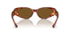 543783 - Tortoise - Dark Brown Polar