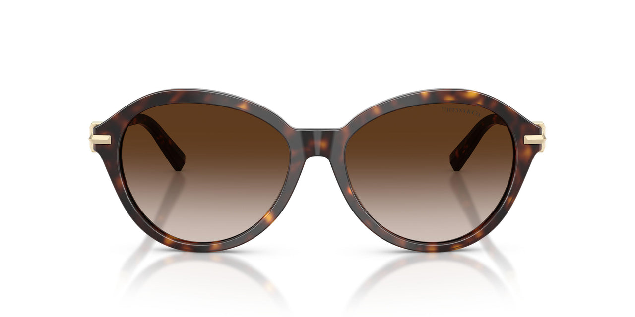 80153B - Tortoise - Brown Gradient
