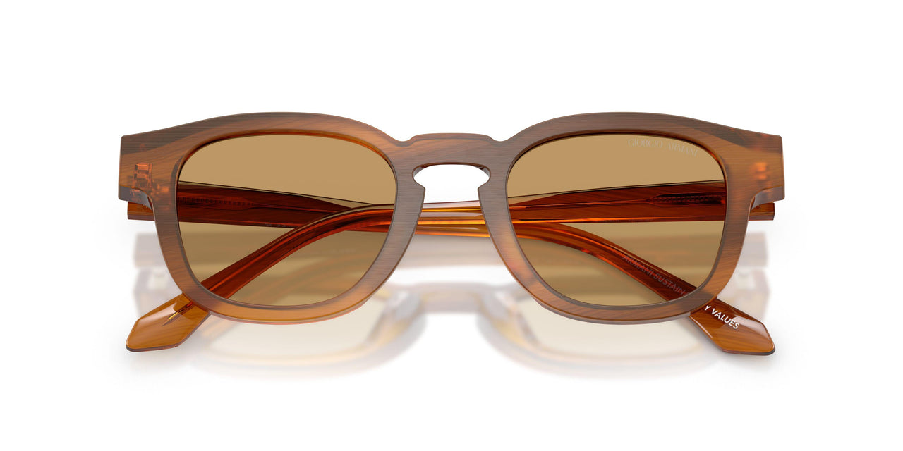 616373 - Tortoise - Brown