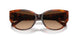 574174 - Tortoise - Brown Gradient