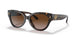 172813 - Havana - Brown Gradient