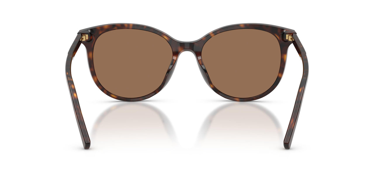 502/13 - Tortoise - Dark Brown