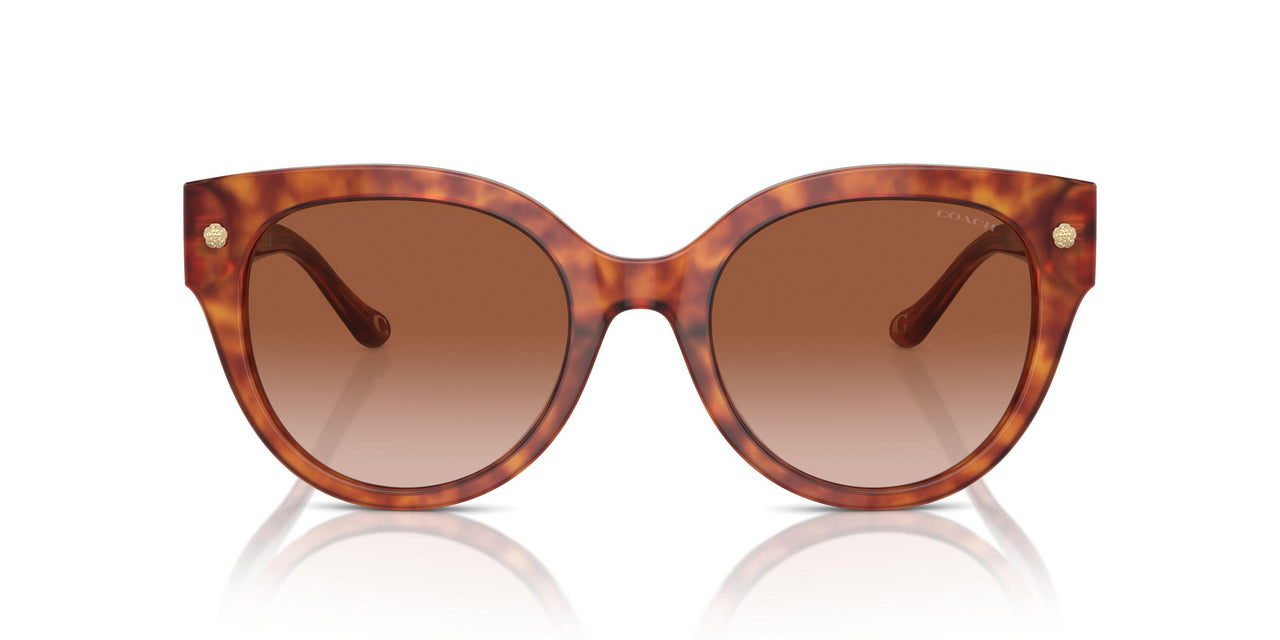 577413 - Tortoise - Brown Gradient