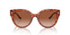 577413 - Tortoise - Brown Gradient