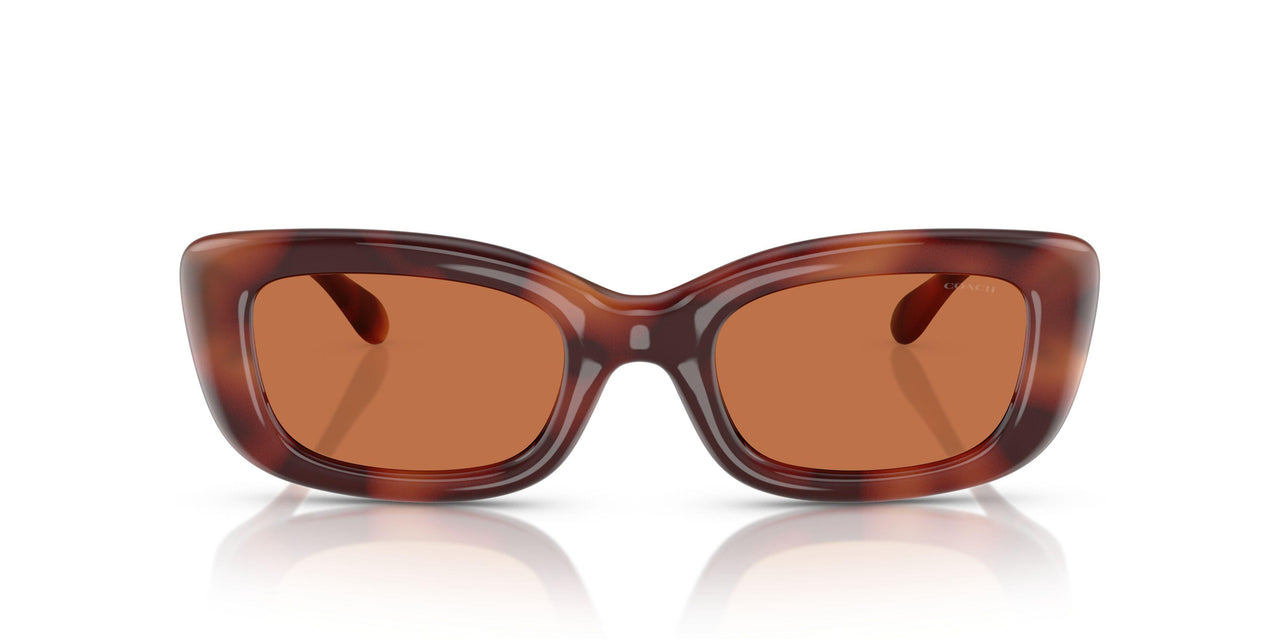 577473 - Tortoise - Brown Solid
