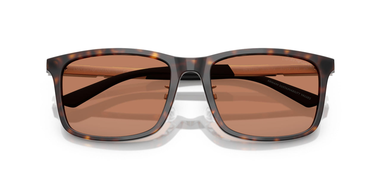502673 - Tortoise - Brown