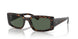 135971 - Tortoise - Dark Blue