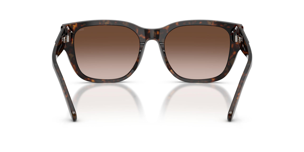 202213 - Tortoise - Brown Gradient