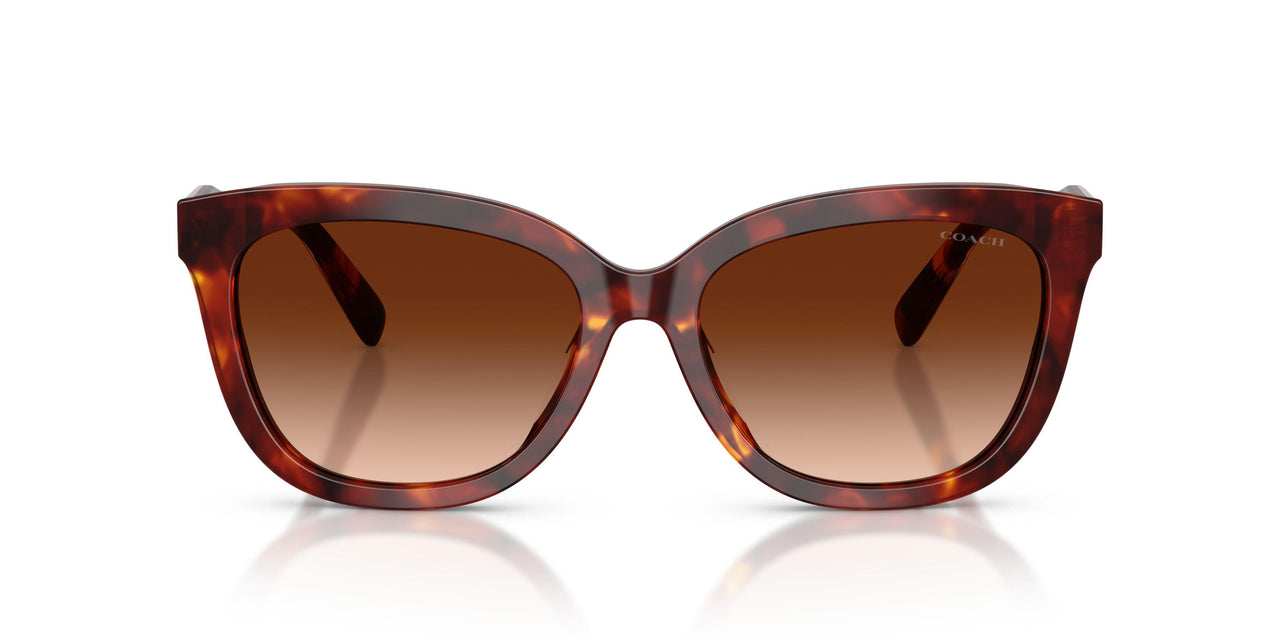 593874 - Tortoise - Brown Gradient