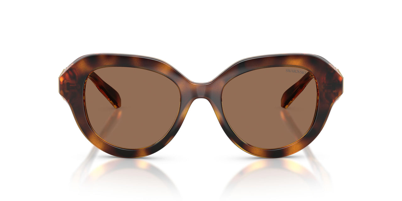 100273 - Tortoise - Dark Brown