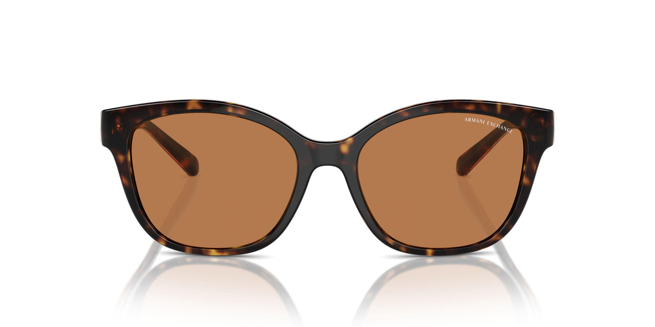 828373 - Tortoise - Brown
