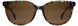 STATE Optical Co. ROSCOESUN Sunglasses