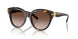 201613 - Tortoise - Brown Gradient