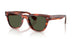 179952 - Tortoise - G-15