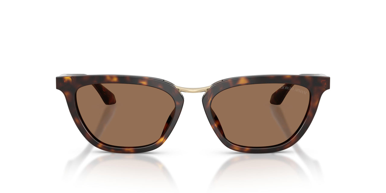 612473 - Tortoise - Dark Brown