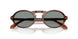 616256 - Tortoise - Blue