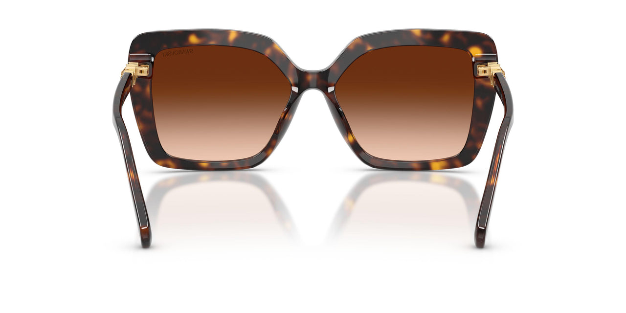 100274 - Tortoise - Brown Gradient
