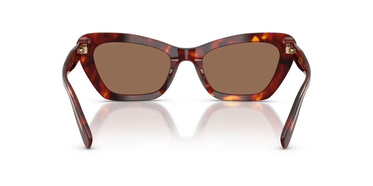 593873 - Tortoise - Brown Solid