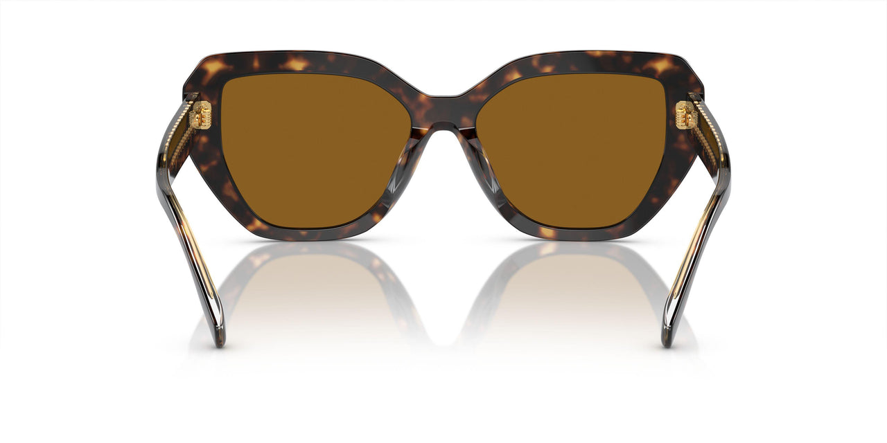 172883 - Tortoise - Solid Dark Brown Polar