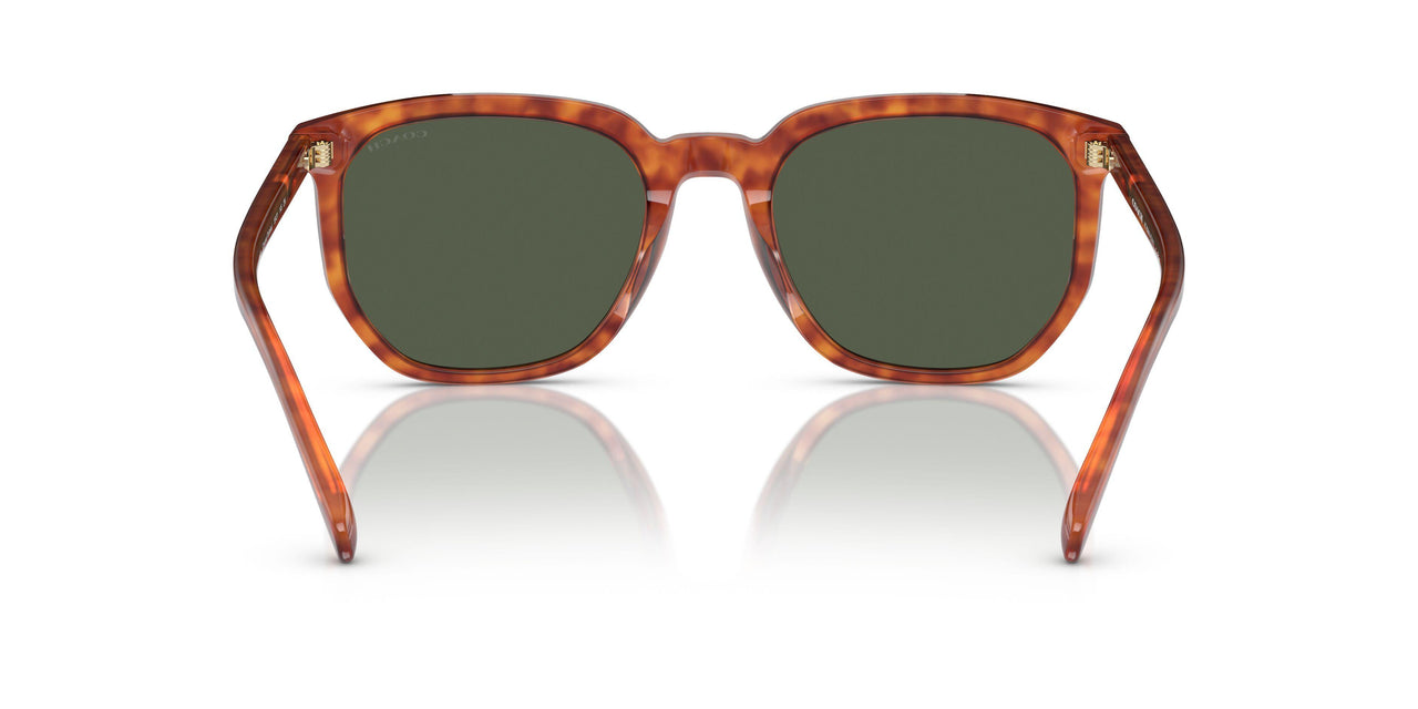 577482 - Tortoise - Green