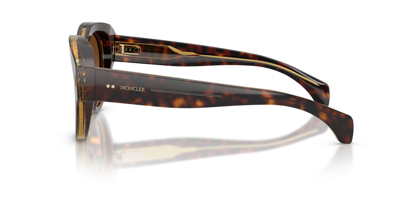 300213 - Tortoise - Brown Gradient