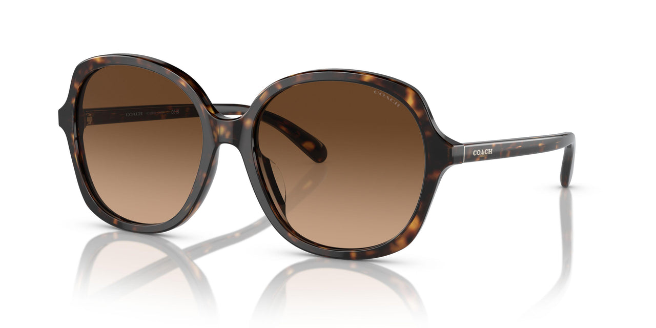 512074 - Tortoise - Brown Gradient
