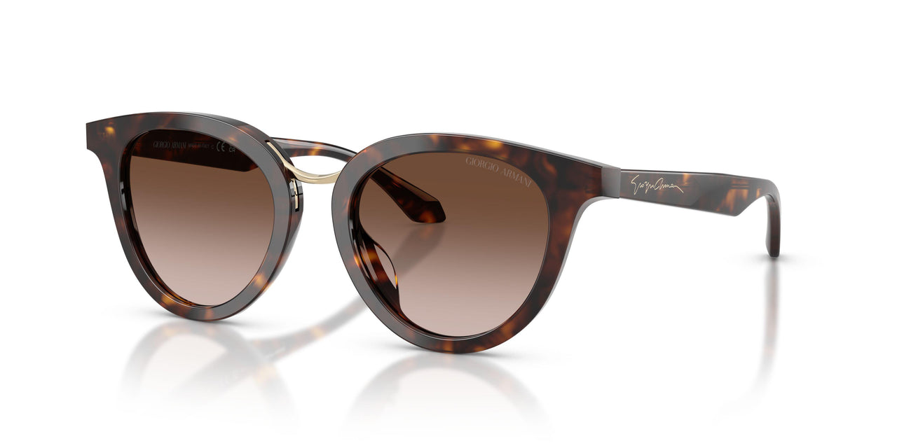 612413 - Tortoise - Brown Gradient