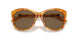 605173 - Tortoise - Brown